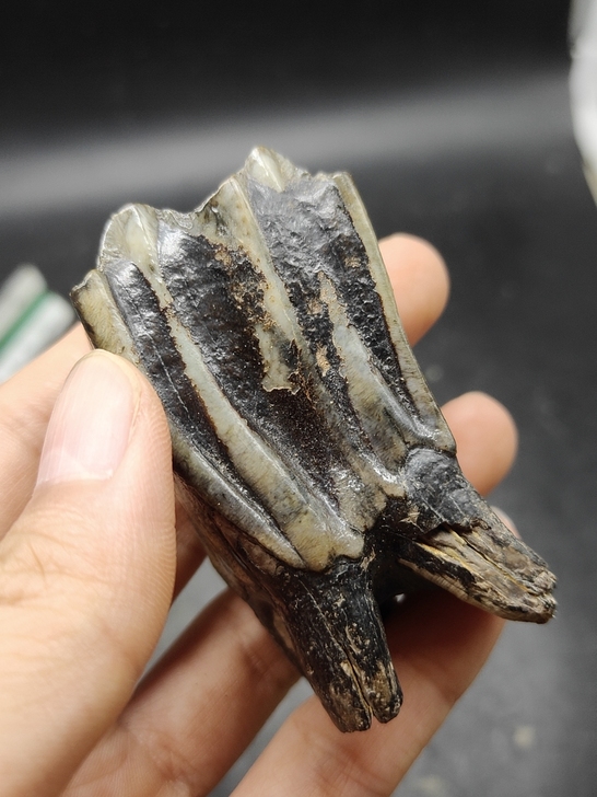 奇石～（老化石牙） 自己捡的化石牙齿，年代...