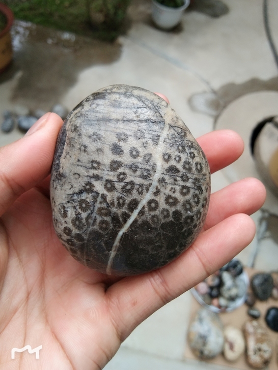 天然原石化石古生物化石黑梅花菊花石