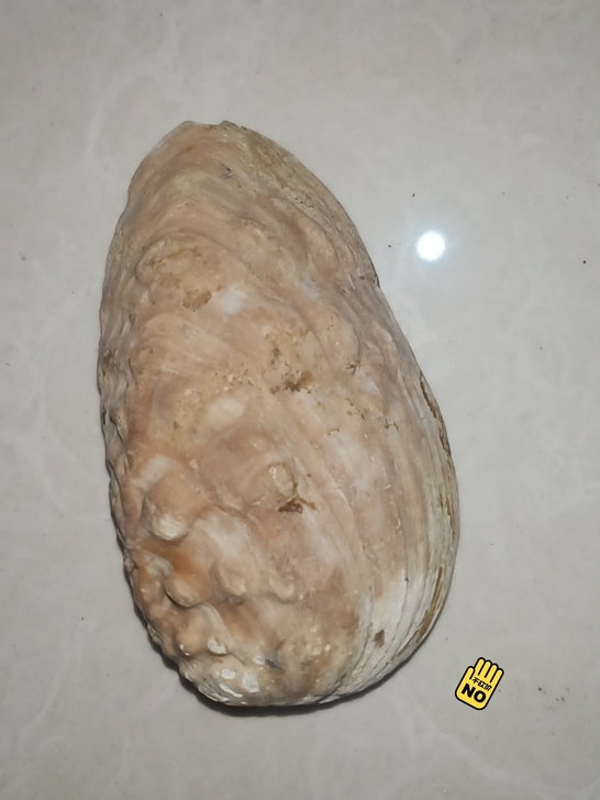 贝类化石,年代久远