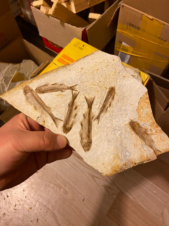 辽西鱼化石 古生物化石标本 收藏鉴赏