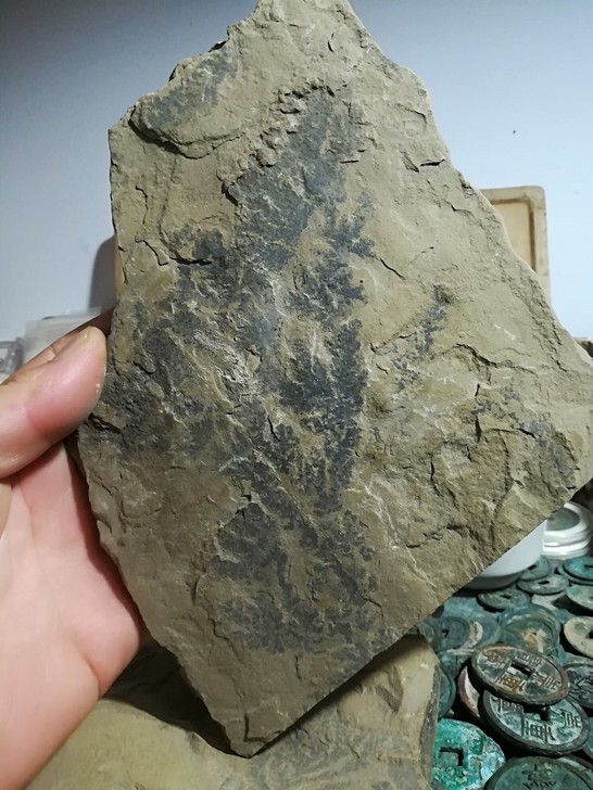 古生物化石一块，是史前的某种植物。