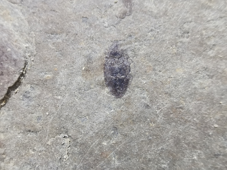 甲虫化石，对开，颜色清晰，产自辽西北票，距...
