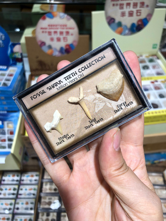 三种鲨鱼牙齿化石标本盒古生物化石标本