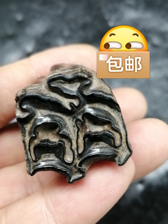 奇石～（老化石牙） 买一送一， 自己捡的化...