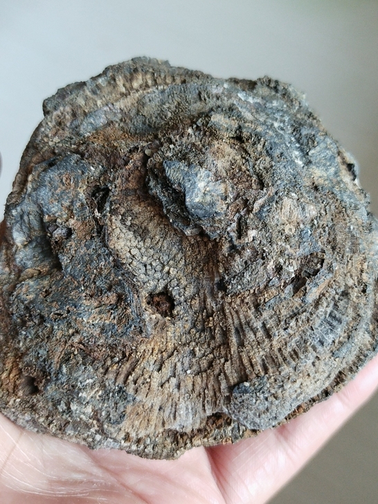 奇石~(化石)~自己山上捡的,一块比较完整...