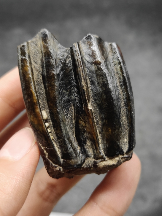 奇石～（老化石牙） 自己捡的化石牙齿，年代...