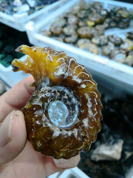 羊角螺远古化石 精品摆件 还有9个全新