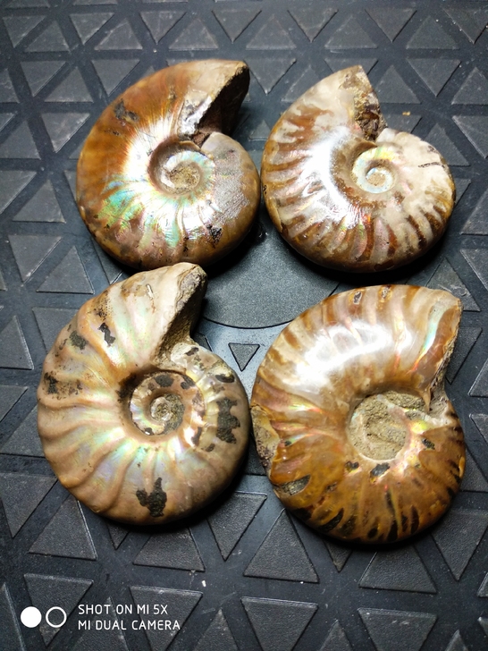 马达加斯加天然古生物菊石斑彩螺化石,尺寸4...