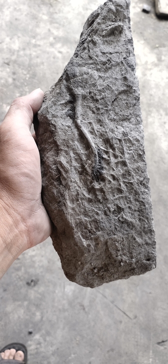 原版无断海百合古生物化石标本