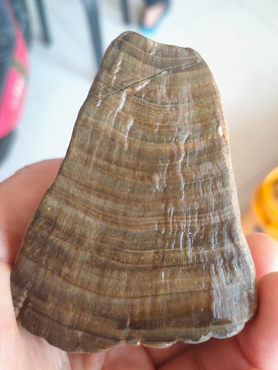 819克，黑龙江东北的玉石，树变的化石，天...