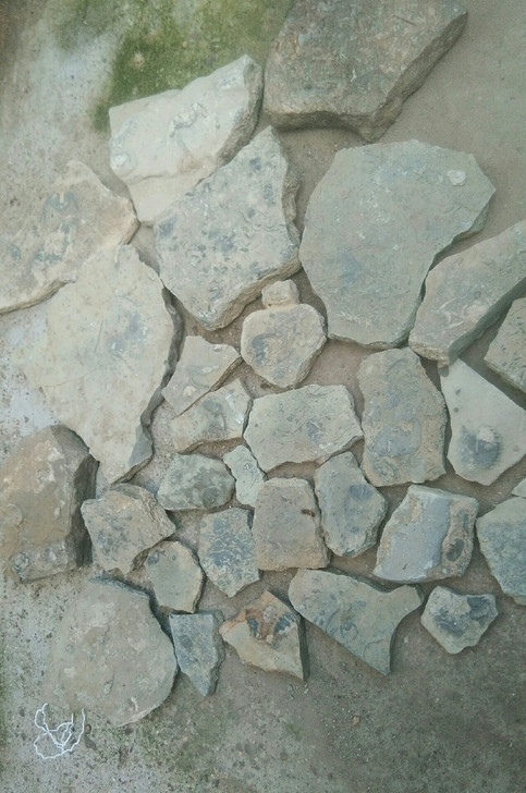 燕子石化石批发 30多块一起出 十几种三叶...