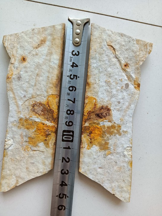 一对凌源大王丈子植物果实化石，无描化适合收...