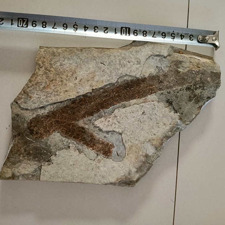 植物化石产地凌源市，未知品种无描化适合收藏...