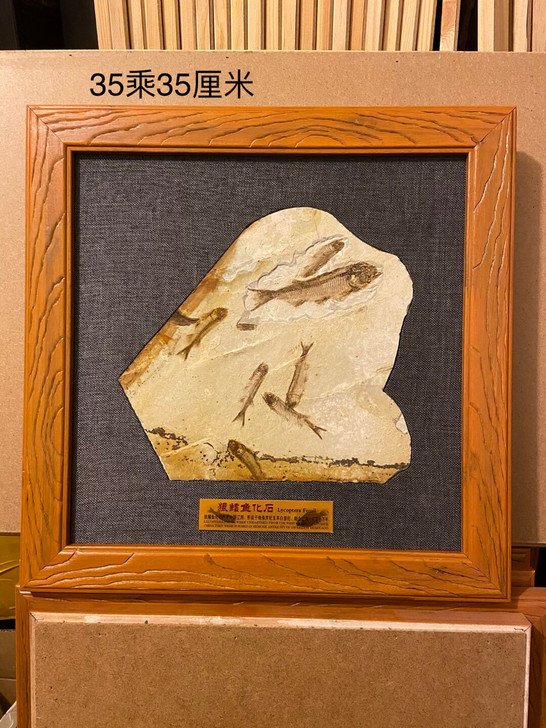 精品狼鳍鱼化石对开化石标本鱼化石狼鳍鱼化石...