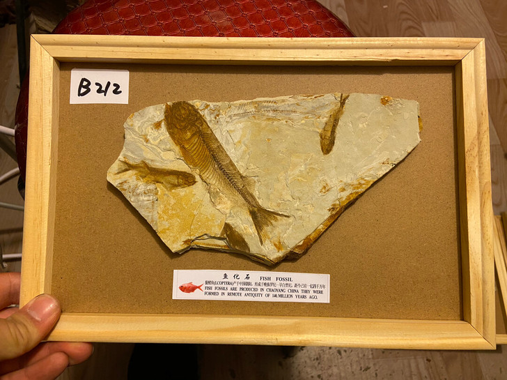 鱼化石 狼鳍鱼化石标本科普自然礼物狼鳍鱼化...
