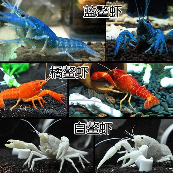 包邮包活佛罗里达人工螯虾佛蓝白橘龙纹观赏天...