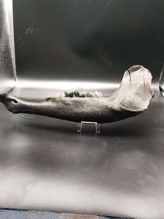 冰河时代，骨生物牙化石，放漏，喜欢的速拍
