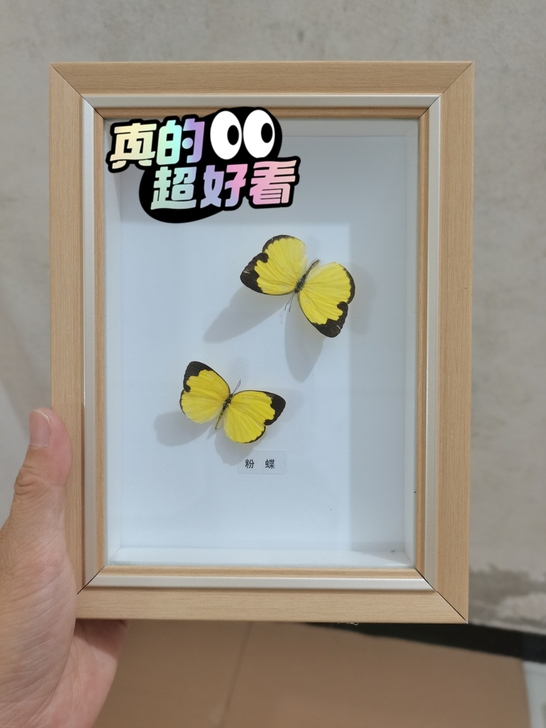 原木7寸相框蝴蝶标本包邮