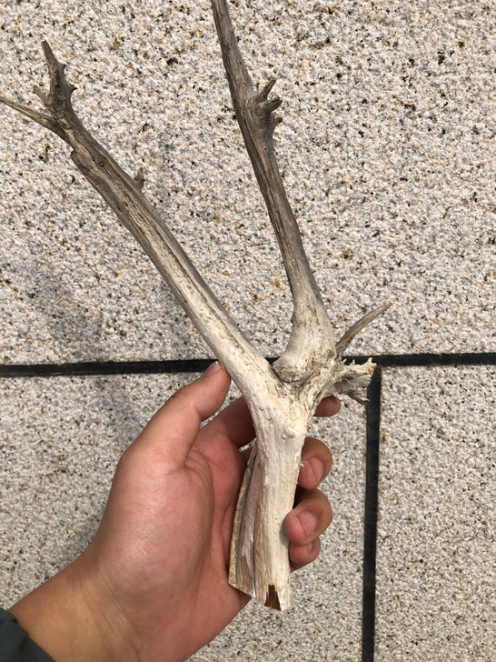崖柏弹弓料