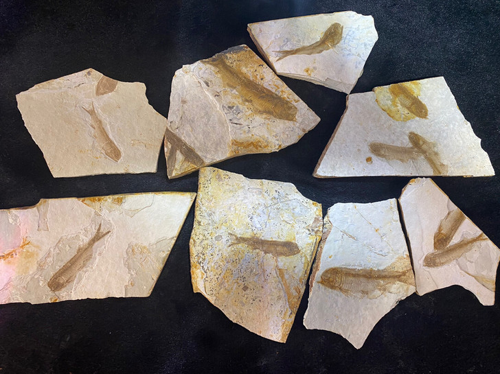 特价辽西朝阳鱼化石.鱼尺寸6-7厘米.植物...