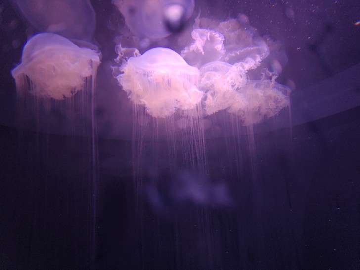 欢乐海岸奇梦海洋馆门票，门票+海狮表演－套...