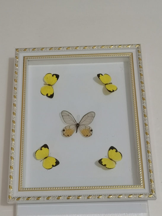 10寸精美相框标本款式多样