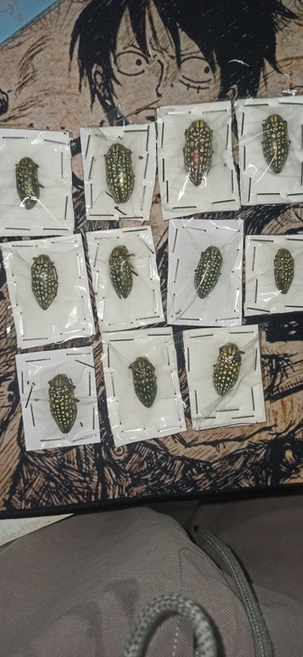 天花吉丁虫，吉丁虫，标本，11头A2品质，...