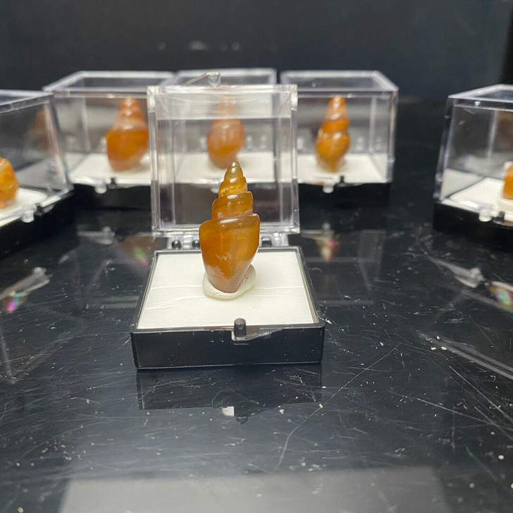 玉化螺 配标本盒 古生物化石x