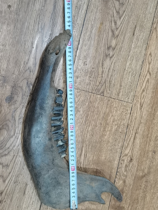 奇石-某大型动物排牙化石，非常完整，细微裂...