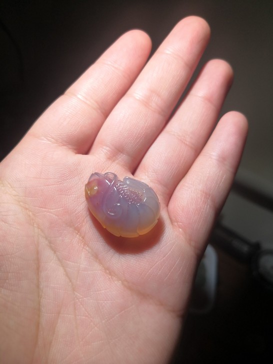 虾不虾，阿拉善糖心玛瑙双色雕刻无敌小龙虾一...