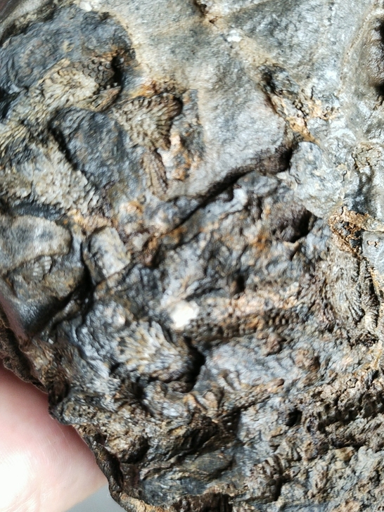 奇石～（化石）~自己山上捡的化石，可以做个...