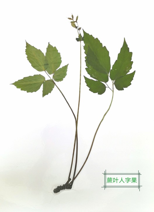 腊叶覆膜标本