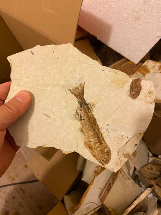 鱼化石 狼鳍鱼化石 古生物化石 摆件