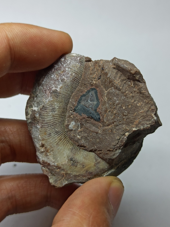 角石 古生物化石