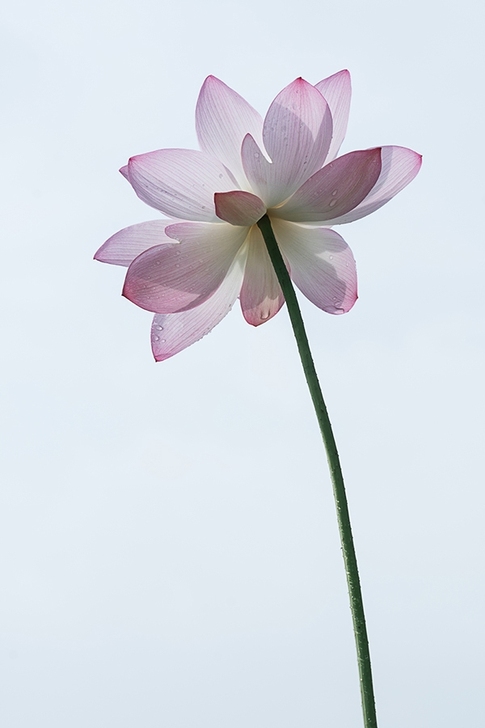 尼康单反D7500，机身！机身！机身！半幅...