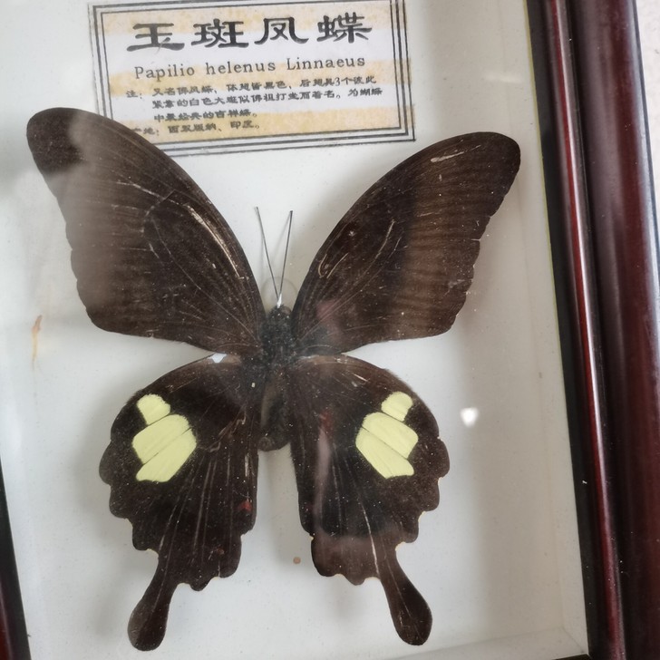 蝴蝶大标本！！蝴蝶！！蝴蝶！！！大蝴蝶！！...