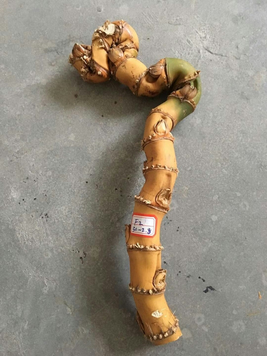 异形竹鞭：品相如图所示，售出不退。