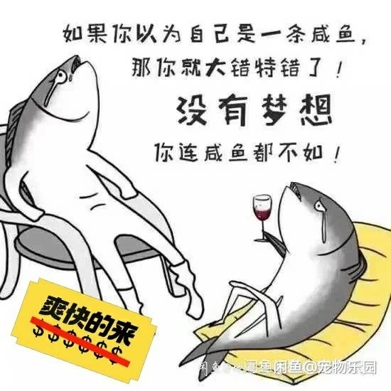 新载具安v和q 代带抽特斯拉