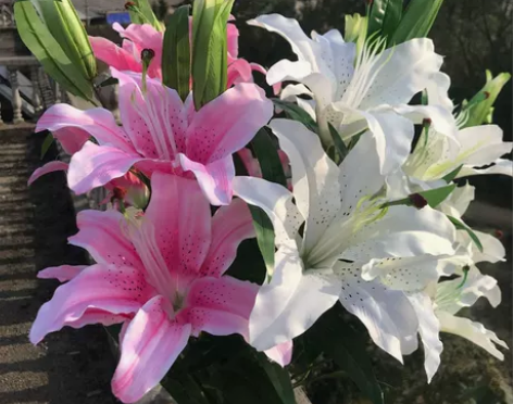 假花百合仿真花束单支客厅电视柜餐桌装饰品