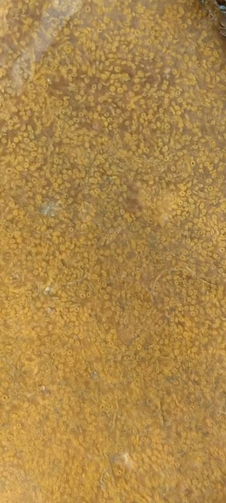 明丝草化玉收藏级别的，非常完整1250克。