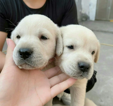 自提自家养的拉布拉多幼犬，拉不拉多幼犬宠物...