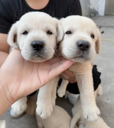 自提自家养的拉布拉多幼犬，拉不拉多幼犬宠物...