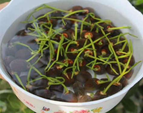 四季播种 50粒碗莲种子 已开口水培植物睡...