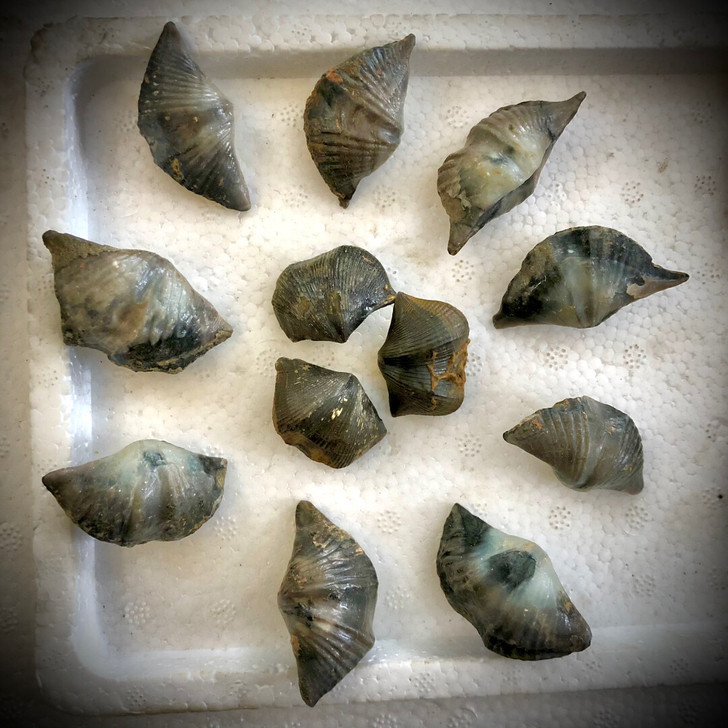 古生物巅石燕化石