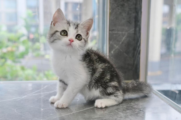 高品质美短加白起司弟弟