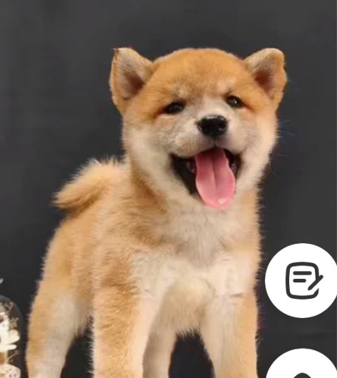 柴犬小母 2针苗，脸蛋漂亮价不高，适合新手...