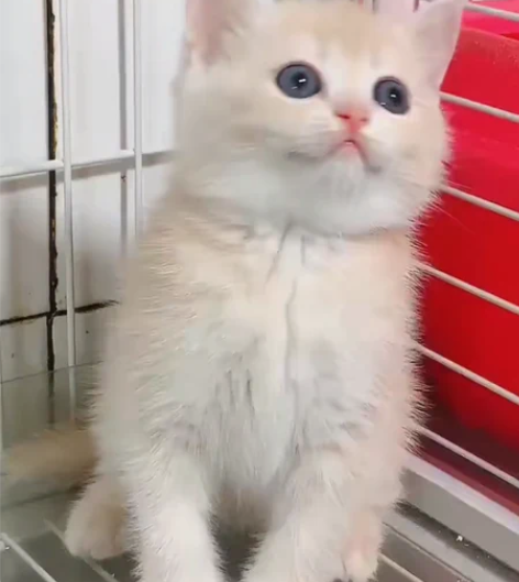 紫金渐层,弟弟,苹果脸,脸蛋真的很漂亮很萌...