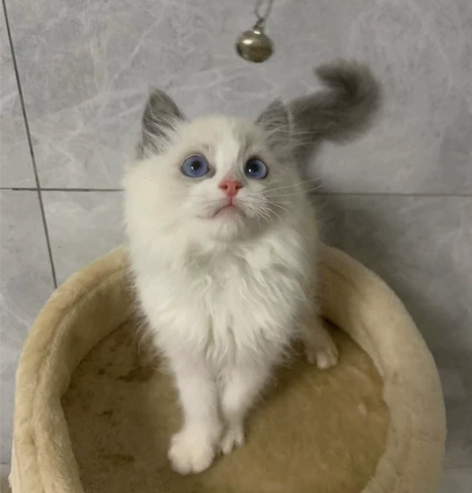 布偶幼猫一窝，传统系布偶猫、海蓝双弟弟妹妹...