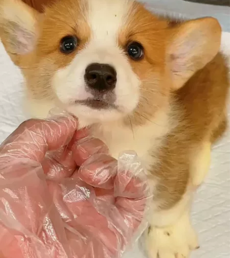 柯基犬对待家人和小孩非常友善,从不伤人的它...