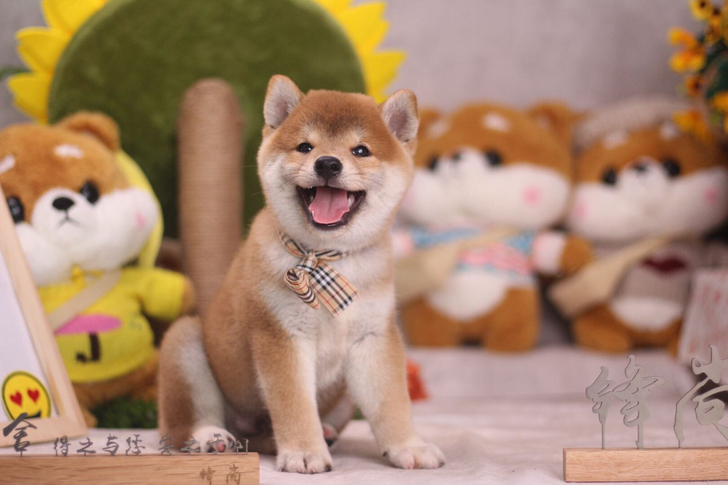 日本柴犬 幼犬柴犬宝宝